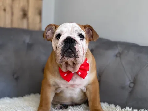 Doggie Dearest
