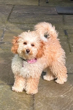 Doggie Styles Pet Grooming & Academy