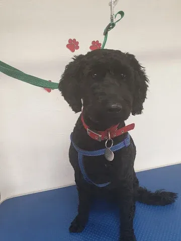 Doggie Stylez Mobile Dog Grooming