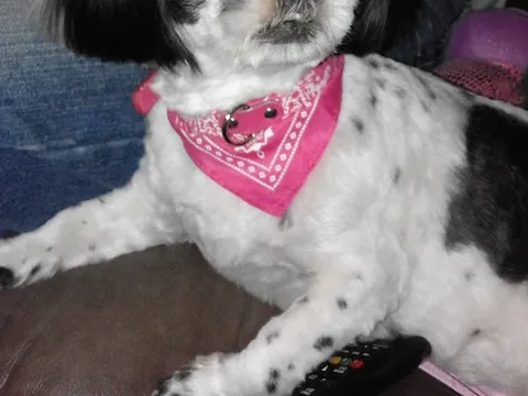 Doggies - Mobile Dog Grooming