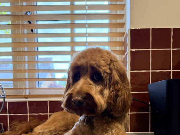 DogGoSpa Dog & Cat Grooming