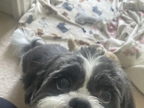 Doggy Day Spa