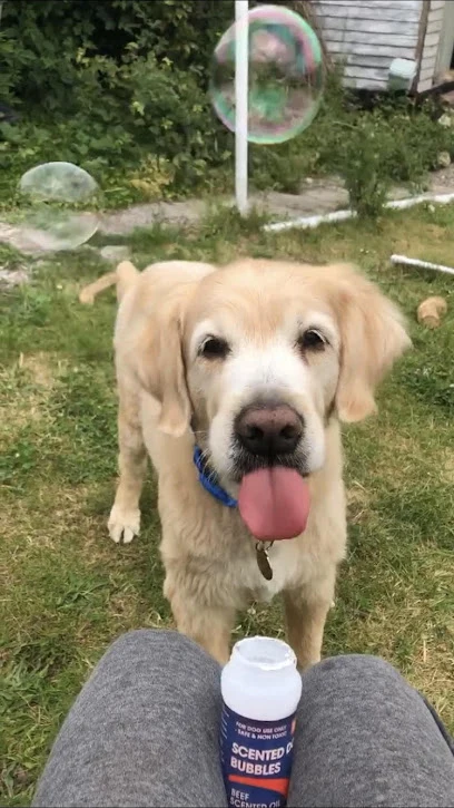 Doggy Daycare Bath