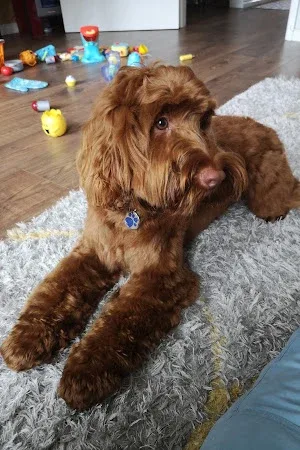Doggy Days
