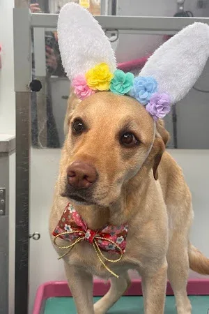 Doggy Groom Mobile Dog Grooming