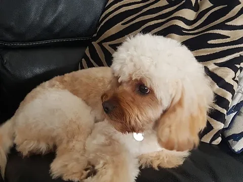 Doggy Mopmop