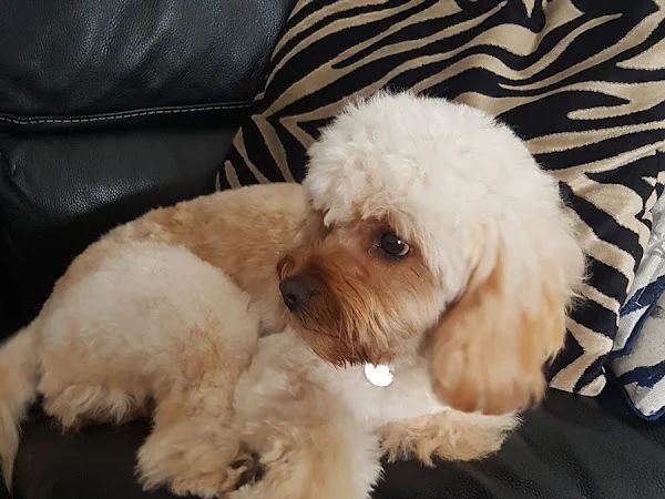 Doggy Mopmop