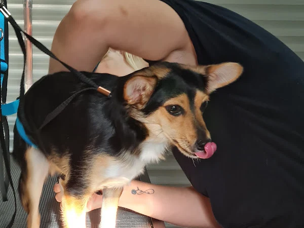 Doggy Stylz Dog Grooming