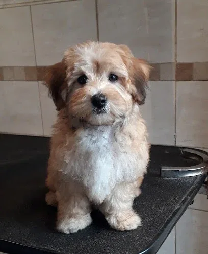 Doggylicious Dog Grooming Service