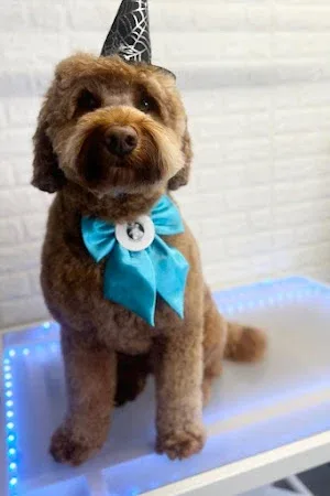 DoggyStylingwsm dog groomers