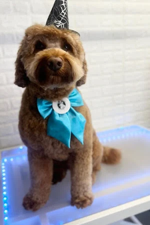 DoggyStylingwsm dog groomers