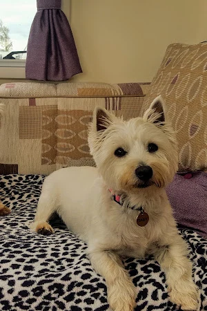 Dogs Aloud