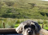 Dogs Body