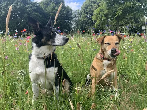 Dogs In Detail