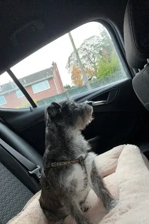 Dogs in Style Canine Services