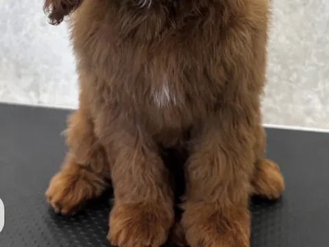 Dogtopia Dog Groomers