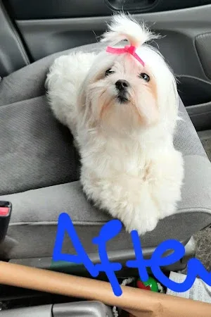 Dogz Body