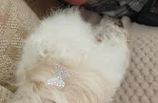 Dogz Grooming Spa