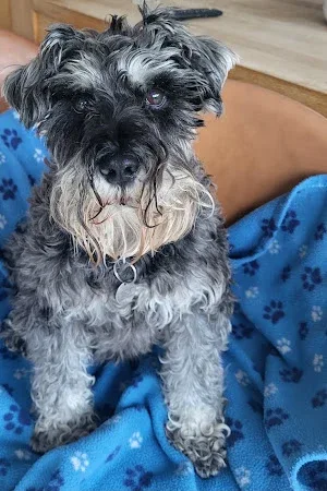 Dollybags Dog Grooming Studio