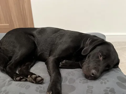 DORA'S Dog Grooming + Day Care ᵀᴼᴾ ᴿᴬᵀᴱᴰ