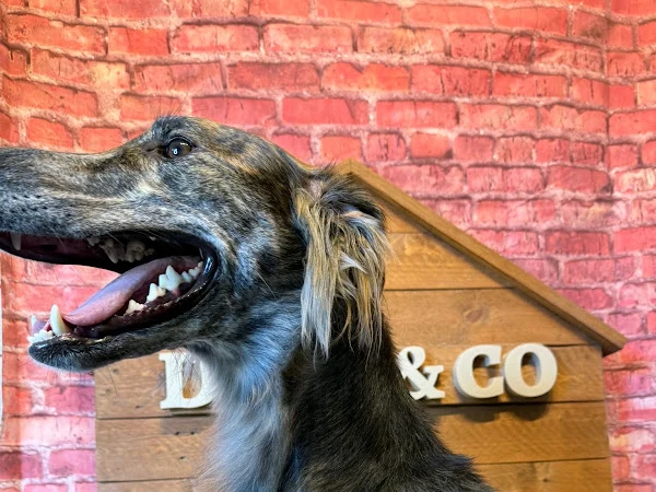 Doug & Co