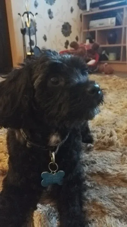 Dougals Dog Grooming and give a dog a comb
