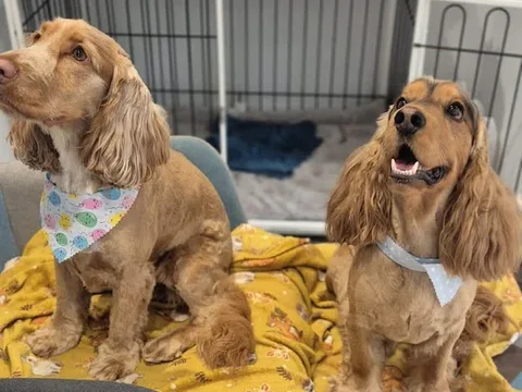 Dukes Dog grooming and spa