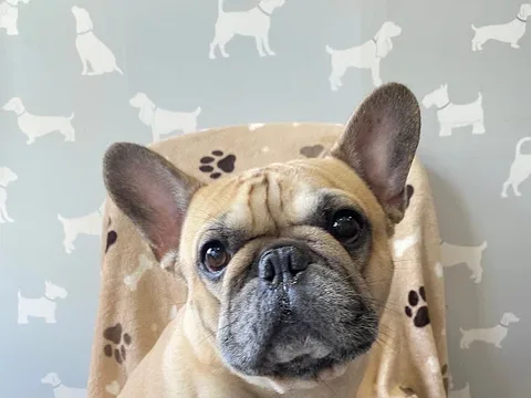 El Perro Parlour