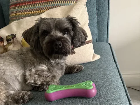 Ellie-Mae's Dog Grooming