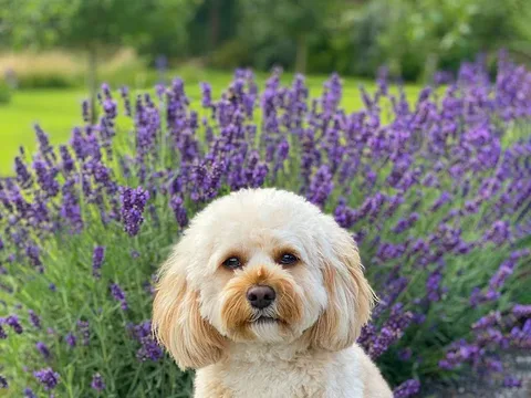 Emma Rose Pet Styling Professional Dog Groomer