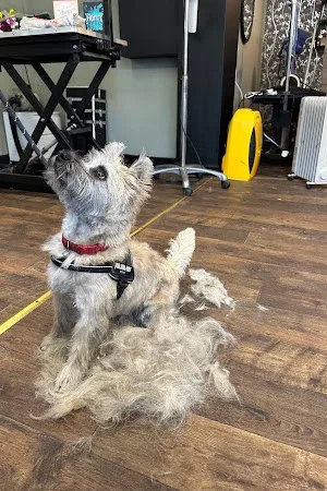 Emmy's Hairy Hounds