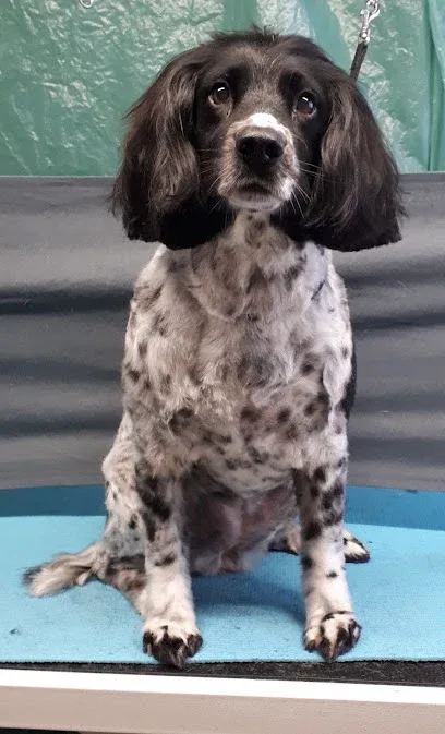 Endless Tails (Mobile Dog Grooming)