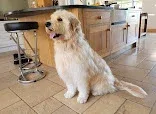 Esme's Grooming Room