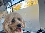 F S T Pets
