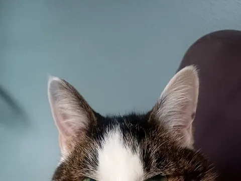 Fabulous Felines Cat Groomers
