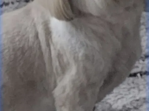 Fancy Paws Dog Grooming