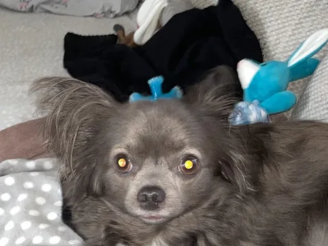 FDGrooming