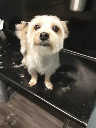 Fenrir Pet Services
