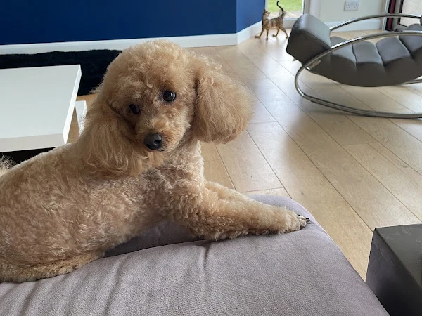 First Class Dogs - Mobile Grooming & Walking