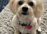 Flash Kutz Dog Grooming