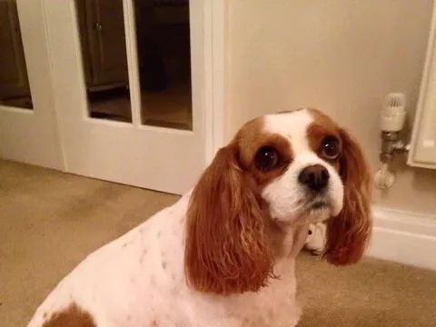 Fluff Off Pet Grooming
