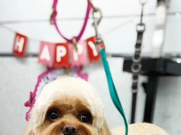 Fluff & Style Mobile Pet Grooming