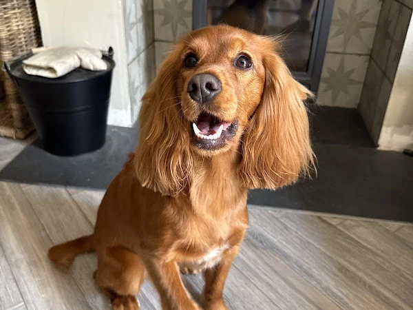 Fluffing Fabulous Dog Grooming