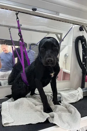 Fluffing Stylish - Mobile Dog Grooming