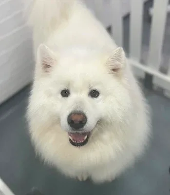 Fluffingtons Dog Spa & Boutique