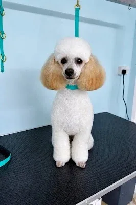 Fluffs Dog Grooming York