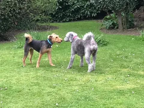 Fluffy Cutters