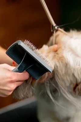 For The Love Of Dog Professional Dog Grooming Christchurch