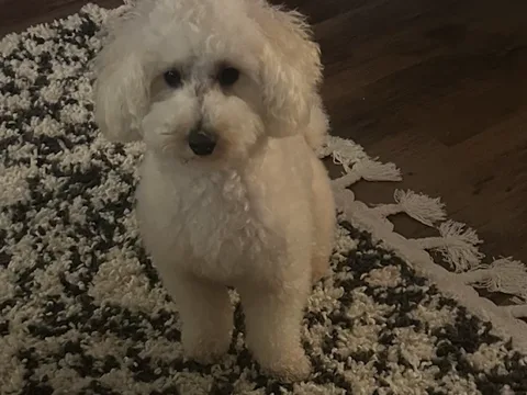 For the love of dogs