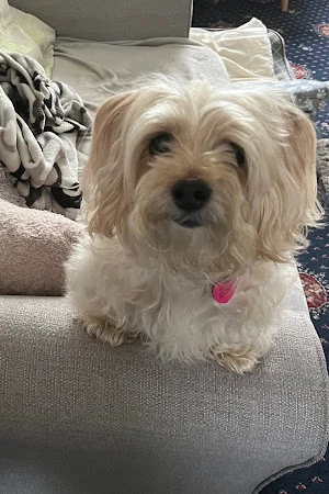 Fresh as a Daisy - Dog Grooming